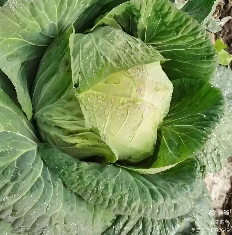 《甘蓝(卷心菜)》